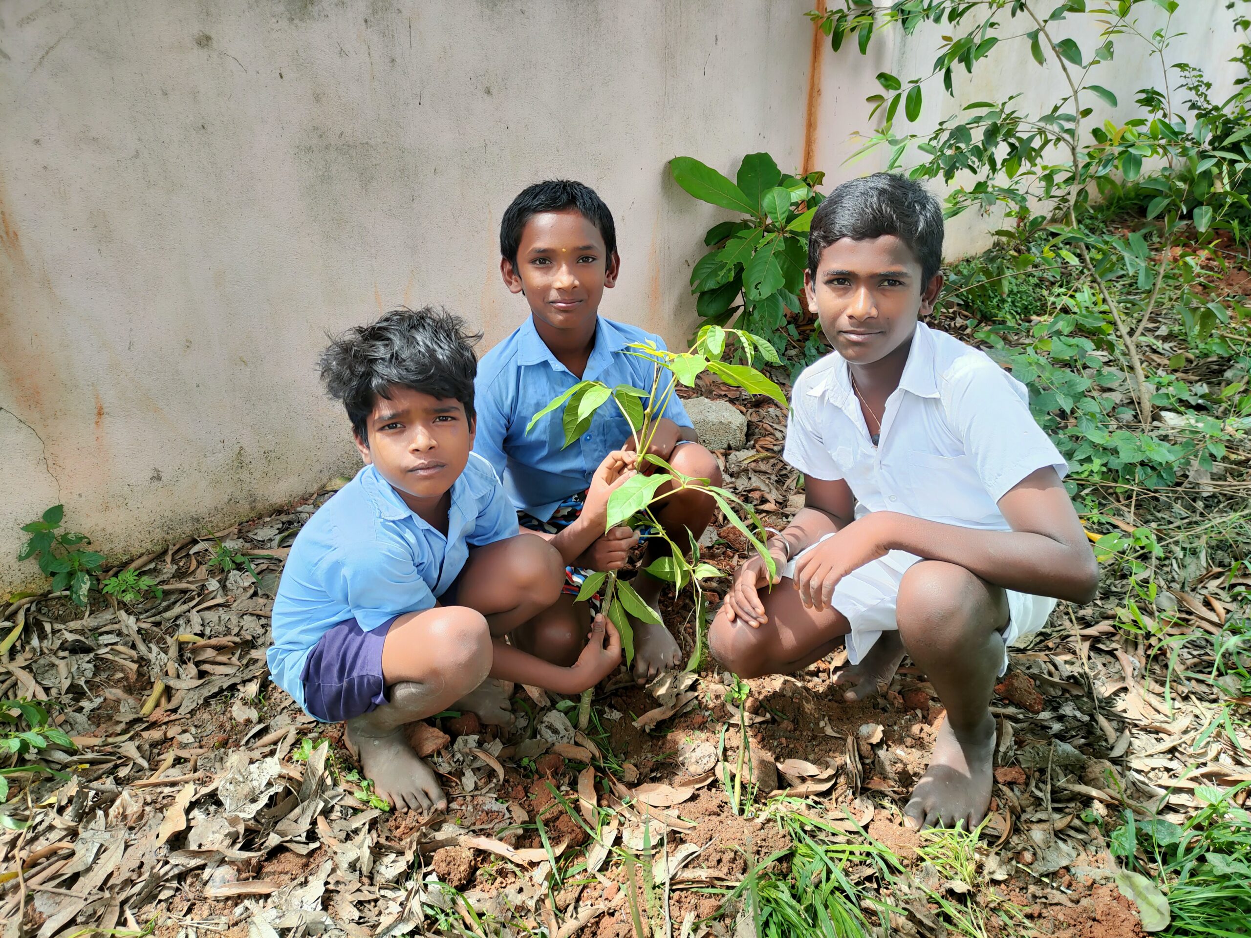 Tree Plantation
